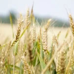 Hoe kunstmestproductie bijdraagt aan voedselzekerheid