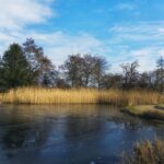 De opkomst van plantaardige productieprocessen in de voedingsindustrie